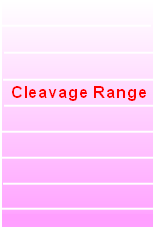 Cleavage Range 